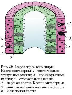 Кракен onoin